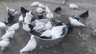 Pigeons showers