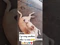 #youtube #dog #sweetpuppy #doglover #babydog #germanshepherd #puppy #dogowner #happypuppy
