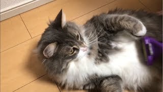 換毛期が近付いてきた猫 ノルウェージャンフォレストキャットmolting season.Norwegian Forest Cat.