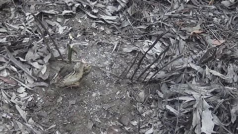 Primitive technology: Jungle bird traps