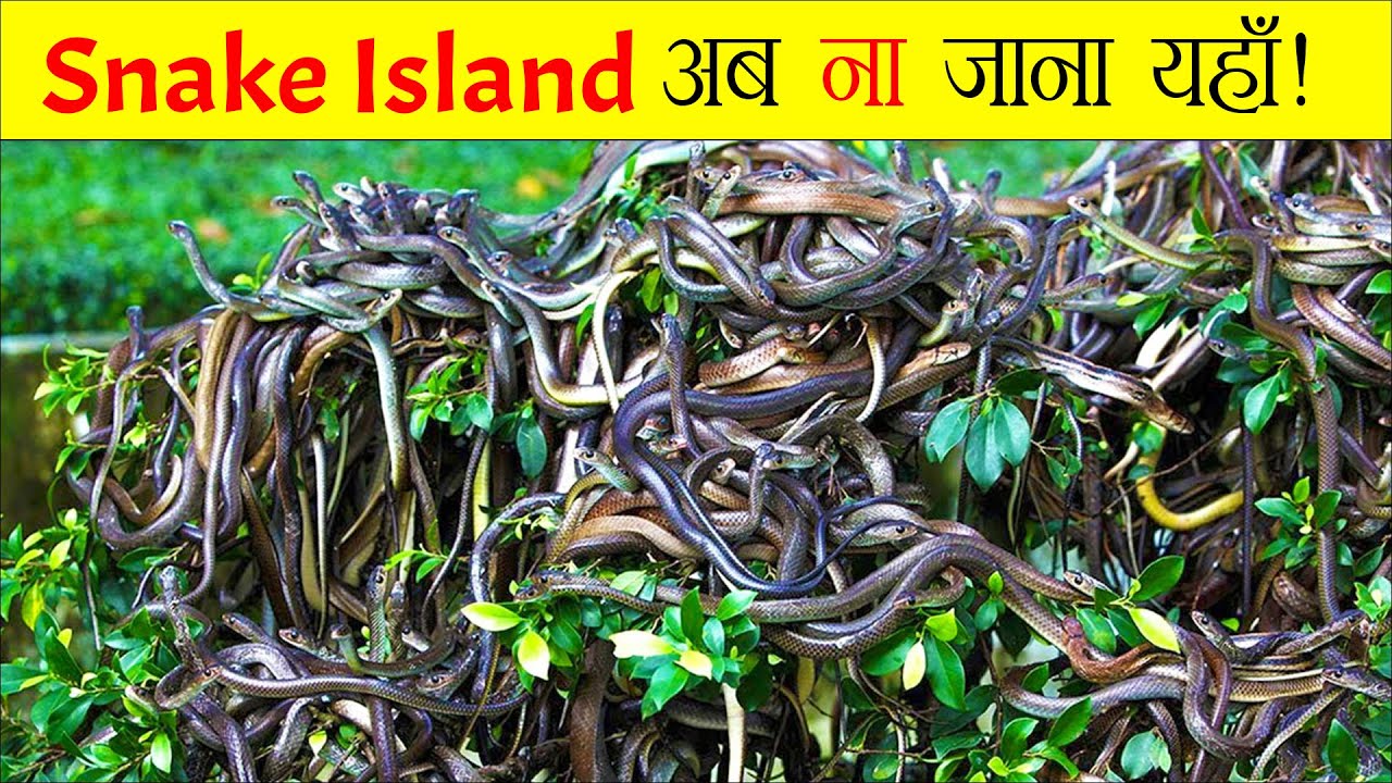 Snake Island Of Brazil | Most Dangerous Place On Earth | Ilha da ...