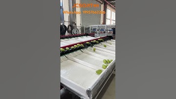 Mango weight sorting machine #fruitsorting #machine #grading #factory #sorting #farming