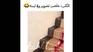 كلب ميت.(شوفوا الصدمه الي في الاخر) ?♥