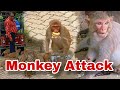 বাঁদরের বাঁদরামি | সব খাবার কেড়েনিলো| Monkey Attack #banglavlog #viral #monkey