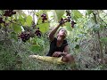 Natural Grapes fruit for Dinner in Forest and Eating show - Survival skills Anywhere Ep 103