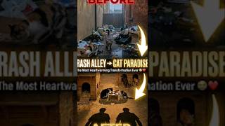7 Stray Cats Living in Trash… We Built Them a New Home ❤️