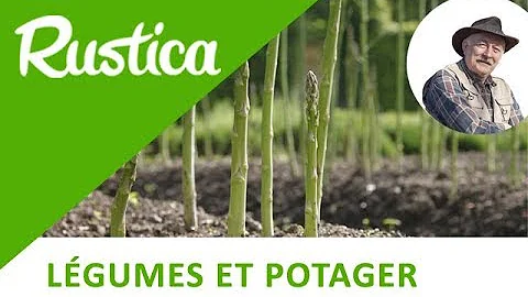 Comment cultiver des asperges chez soi ?