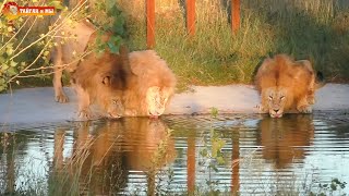 Золотые львы, вечерняя перекличка, угощения Малышу - красивый вечер в Тайгане. Lions life in Taigan