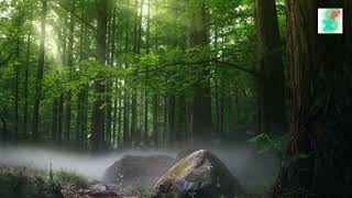 Forest Sounds - Singing Birds Effect | No Copyright
You can use this royalty-free no copyright-free sound effect in your videos, music, games or any projects you desire. If you like this or find it helpful hit that like button and subscribe. Enjoy! Download free sound effects:
https://www.file-upload.com/zcj3ei0ll4j6 Forest Sounds - Singing Birds Effect | No Copyright