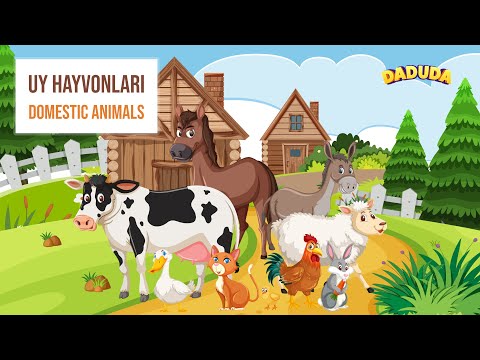 Uy Hayvonlari - Domestic Animals