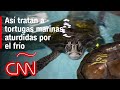 Rescatan a más de 150 tortugas marinas en la costa de Massachusetts y las tratan por neumonía