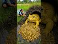 Survival Skills: SIMPLE and USEFUL with Frog trapping tool #survival #bushcraft #camping #frogtrap