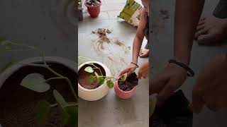 15 Days Me Money Plant Ki Amazing Growth🌱#homegarden #gardeningideas #plantscare #moneyplanttips