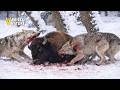 16 Unbelievable Hunting And Chasing Of Wild Animal Caught On Camera Animal Fights