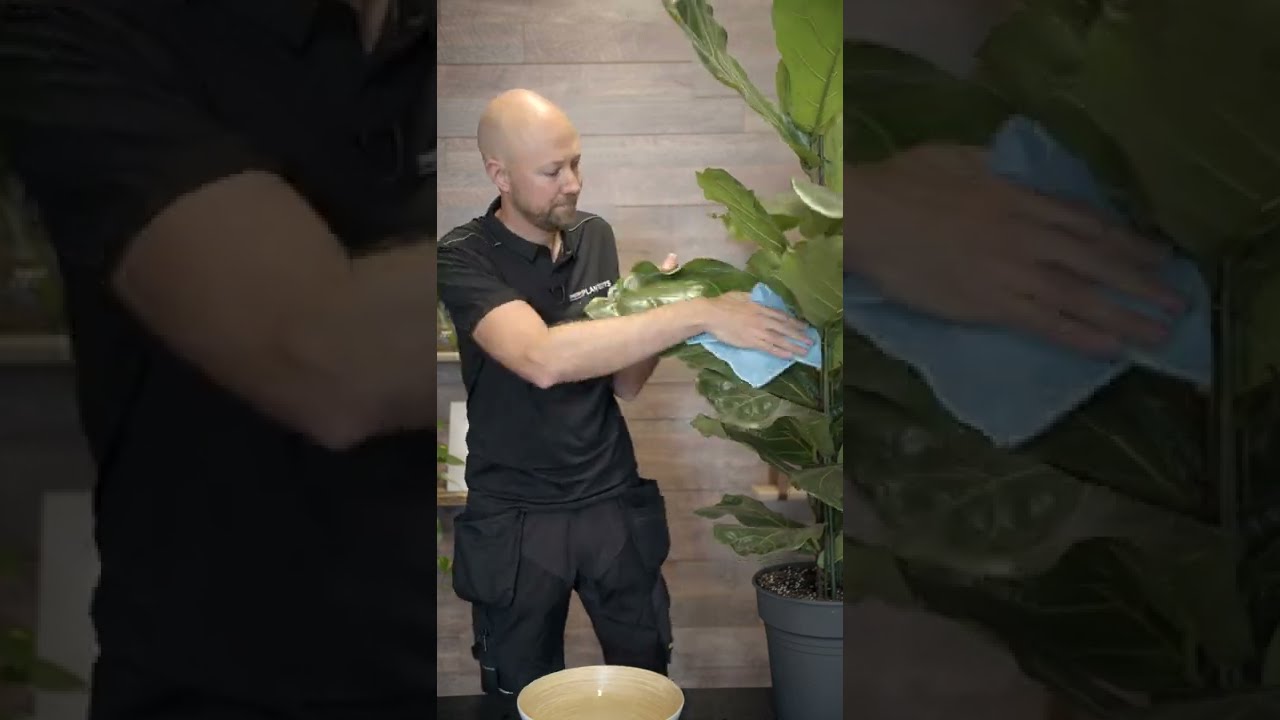 Easiest way to keep you plants looking shiny & healthy🪴 #shorts