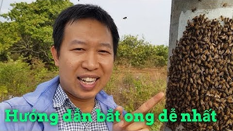 Hướng dẫn cách bắt ong trong cột điện dễ nhất. Làm sao để bắt được ong chúa? #1
