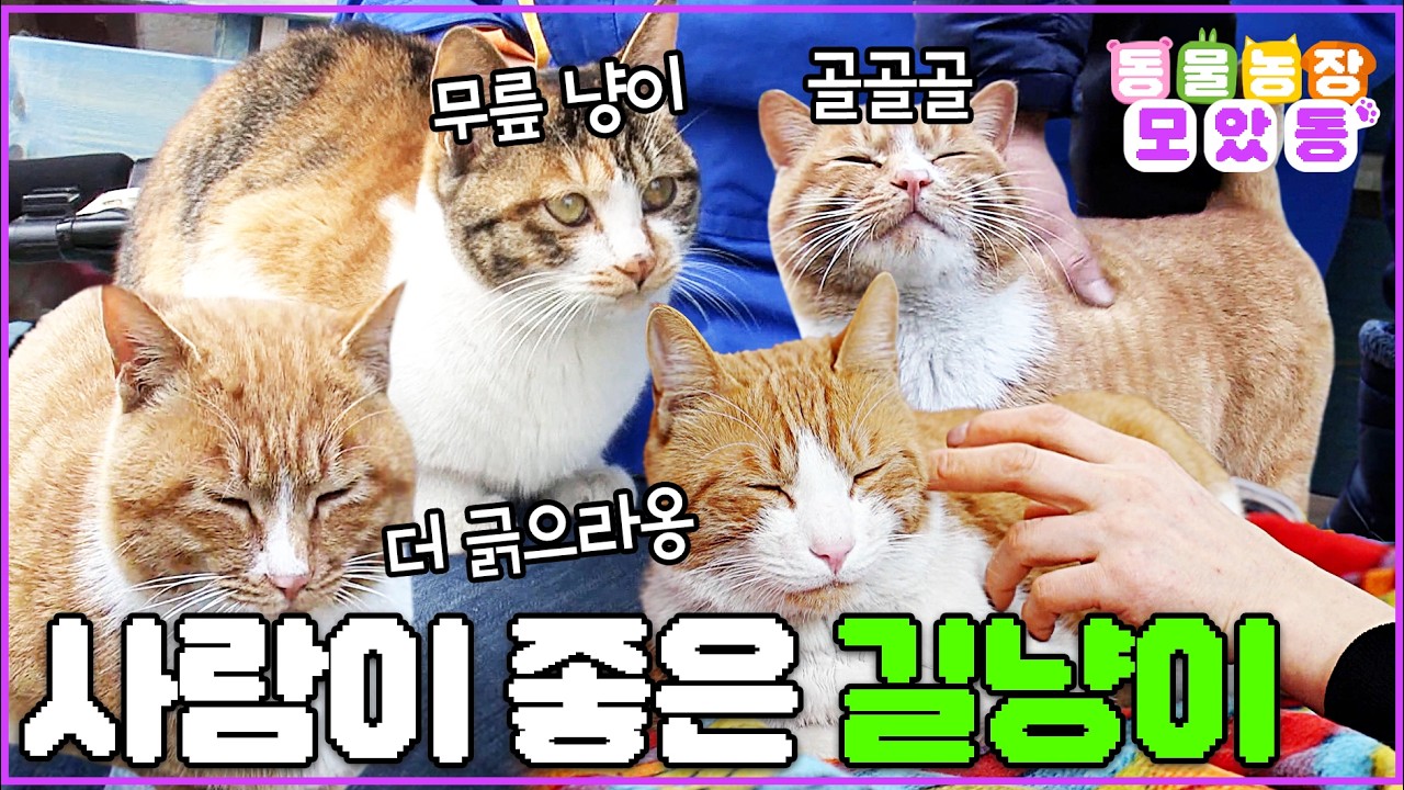 [#모았동물농장] ???: 자 강아지님은 지퍼를 열고 나와주세요 개보다 더 애교쟁이 길냥이들 #TV동물농장 #AnimalFarm #SBSstory