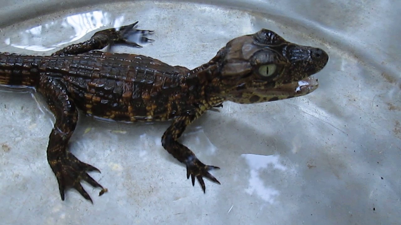 ワニのあかちゃん Youtube