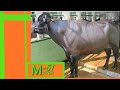 👌M51 Murrah 🍃Bull Brother of M-29 Famous Bull Now at Hissar Bovine.