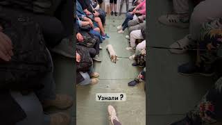 хочется так же вытянуться 🙄😂#mood #shortvideo #new #live #dog #shorts #subway #moscow #today #new