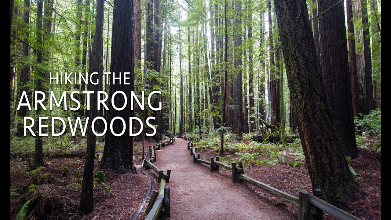 Armstrong Redwoods State Natural Reserve: Hiking the Pioneer Nature ...