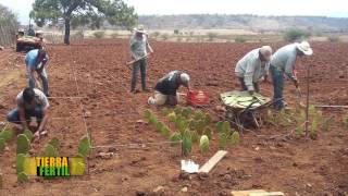 TIERRA FÉRTIL TV   Producción de nopal (27.08.16)