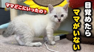 母猫が病院から帰って来た瞬間…こうなっちゃいます