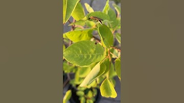 Lightning bug (aka firefly) in the morning! #firefly #lightningbugs #fireflies