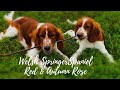 Outside with Welsh Springer Spaniel - Red and Autumn Rose の動画、YouTube動画。