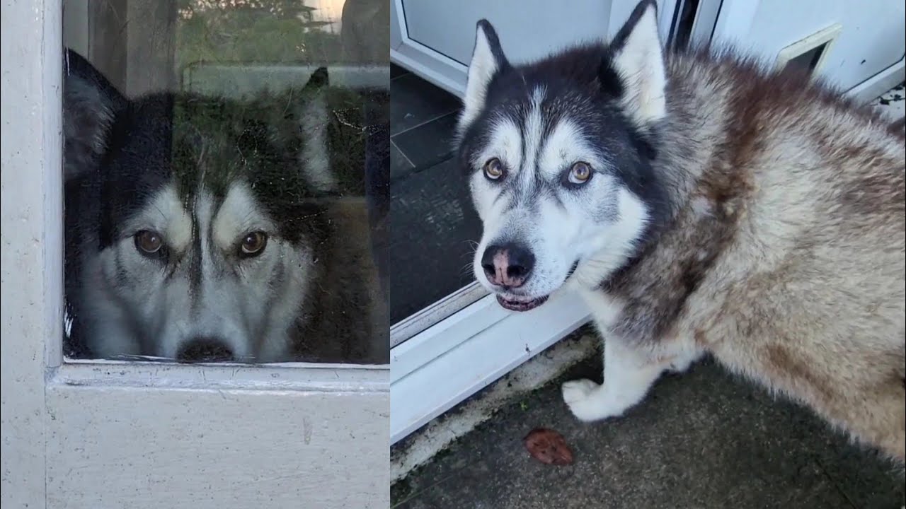 husky-got-so-excited-he-forgets-to-pee-youtube