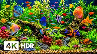 AQUARIUM 4K ULTRA HD – Graceful Ocean Fish & Beautiful Coral Kingdom 🐠 Ocean Serenity