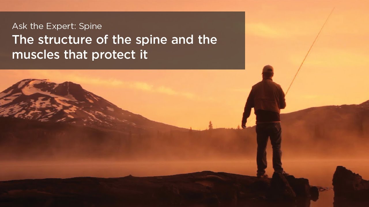 The structure of the spine and the muscles that protect it