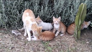 أجمل مخلوقات الله سبحان الله تشعرك بالسعادة عند اطعامها وتجعلك سعيدا 😊 by world of kittens 453 views 2 weeks ago 5 minutes, 6 seconds