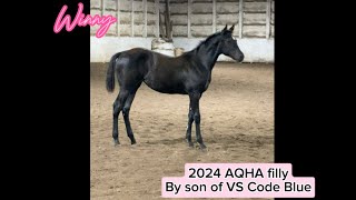 2024 AQHA Filly by son of VS Code Blue