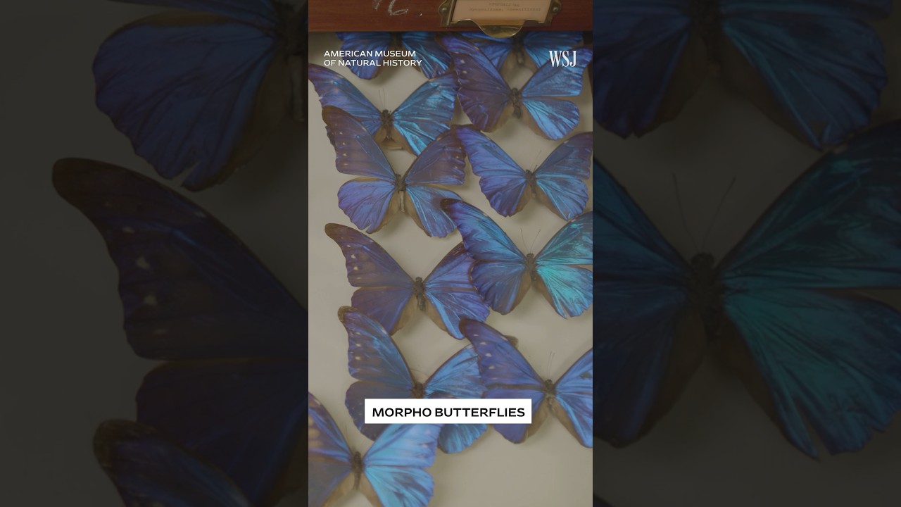 How butterflies could be the key to cooling down in extreme 