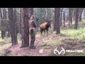 15-Yard Files: Female Bowhunter Stares Down Giant Bull Elk at 4 Yards