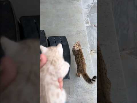 Мама кошка прибегает на зов котёнка #shorts