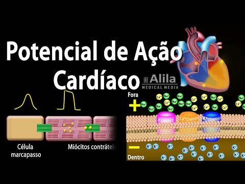 Vídeo: Os Canais De Sódio Permitem Rápida Sinalização Elétrica E Regulam A Fagocitose No Epitélio Pigmentar Da Retina