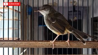 ciblek semi gacor, ciblek MUDA GACOR untuk pancingan agar cepat bunyi 