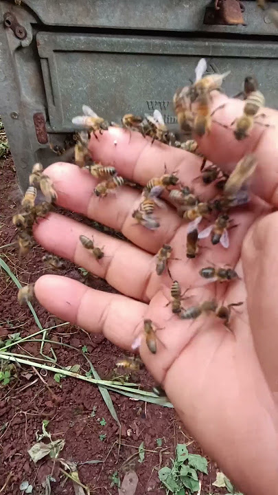 #remix #dj #edm #music #bee #beefeater #saveourbees #insects