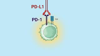 PD-1/PD-L1: The Off Switch in Cancer Immunology