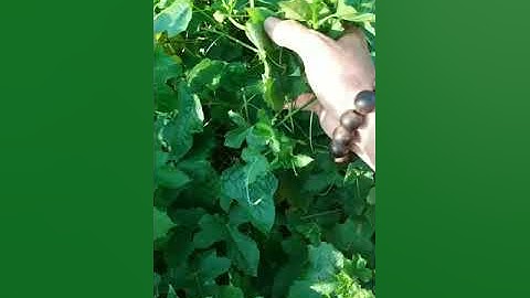 Bài thuốc chữa mất ngủ suy nhược thần kinh rối loạn tiền đình