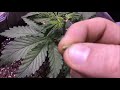 Micro topping wcannabis express 420