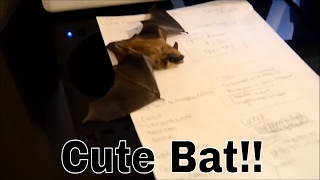 Cute Bat Sneaks In!