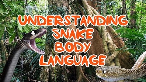 Understanding Snake Body Language || Wild Ratliff