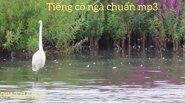 Tiếng cò ngà chuẩn MP3