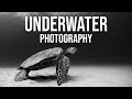 Underwater photography at Electric Beach | Photography