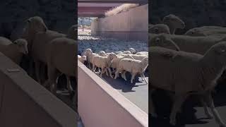 Sheep Parade Crossing in Cedar City, Utah