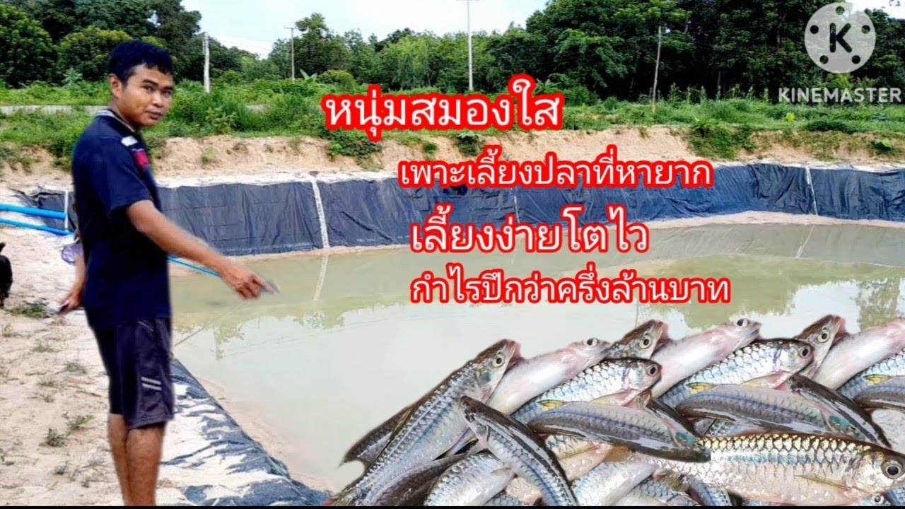 #หนุ่มสมองใส เลี้ยงปลาน้ำจืดที่หายาก เลี้ยงง่ายโตไวกำไรปีกว่าครึ่งล้านบาท