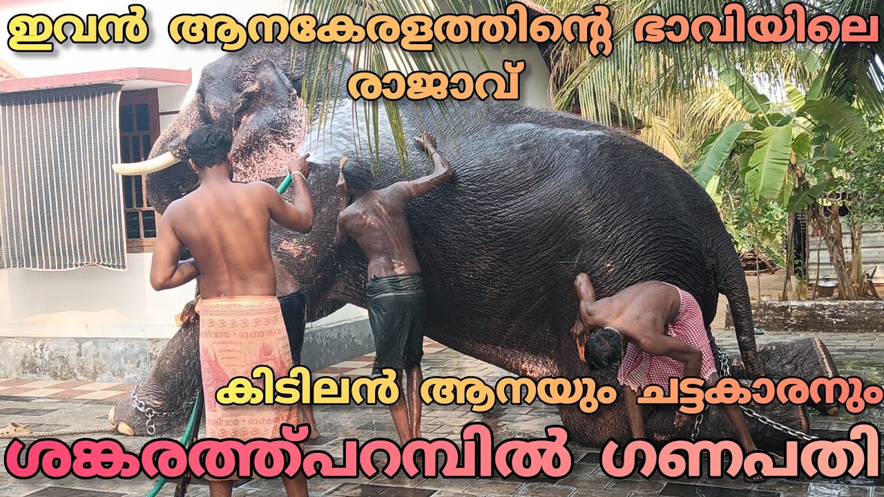 ഇവൻ ഒരു ഒന്നന്നര മൊതലാ ശങ്കരത്ത്പറമ്പിൽ ഗണപതി #shankarathuparambilganapathy#